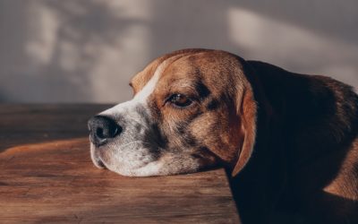 Signs Your Dog May Be Suffering From Anxiety