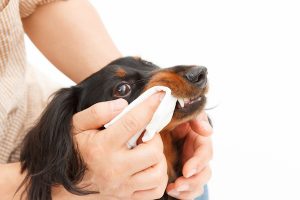 February is Canine Dental Health Month!